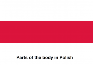 Parts of the body in Polish