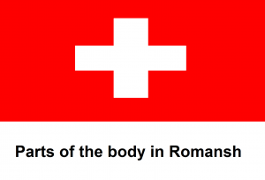 Parts of the body in Romansh