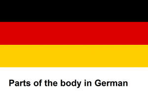Parts of the body in German .png
