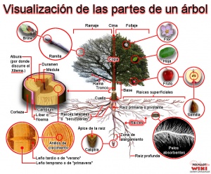 Partes de un árbol para una mejor comprensión.jpg