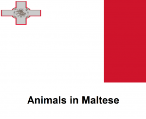 Animals in Maltese