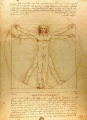 558px-Da Vinci Vitruve Luc Viatour (cropped).jpg