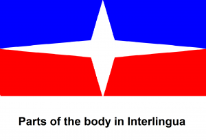 Parts of the body in Interlingua