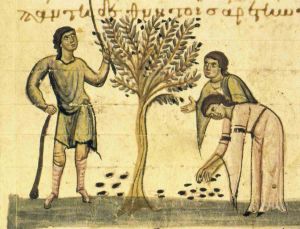 Ancient greek olives polyglotclub wiki lesson.jpg