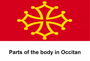 Parts of the body in Occitan