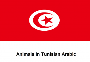 Animals in Tunisian Arabic