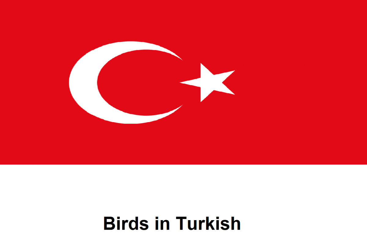 turkish-vocabulary-bird