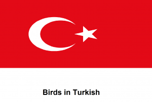 Birds in Turkish