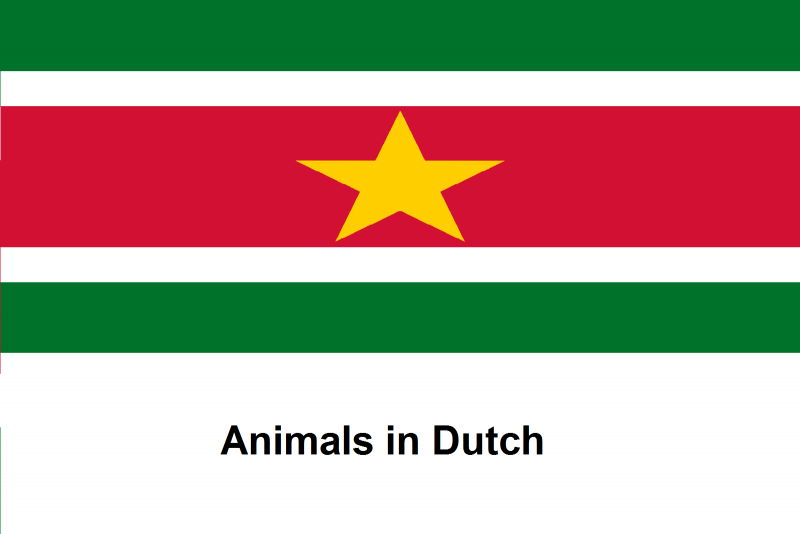 File:Animals in Dutch.png