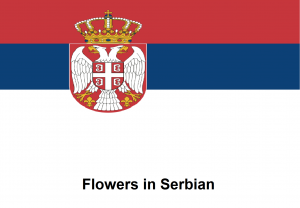 Flowers in Serbian.png